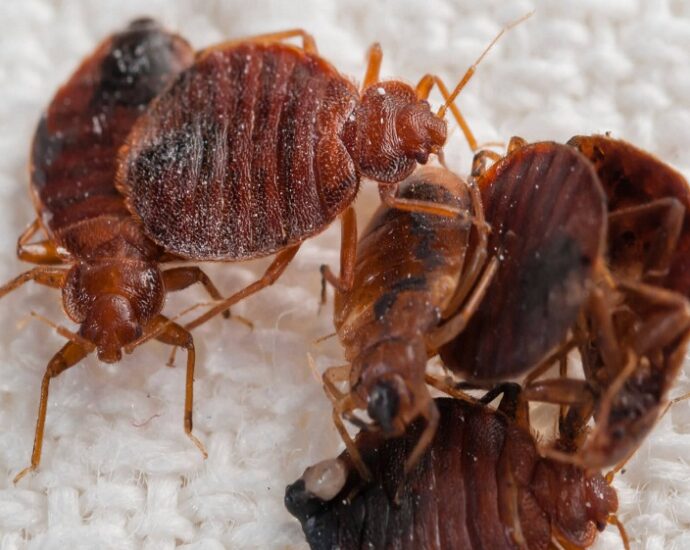 Bed Bug Extermination in Bend