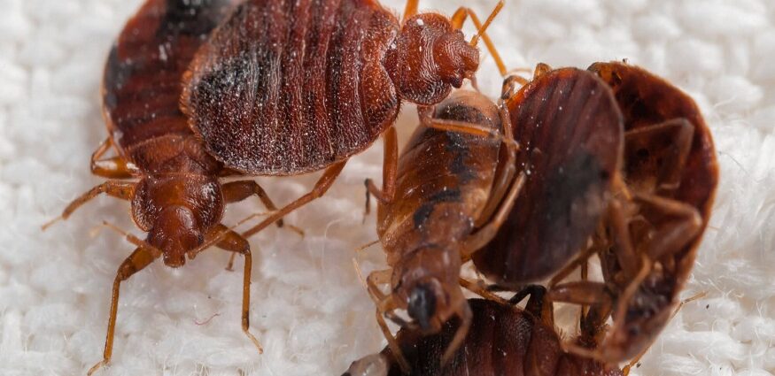 Bed Bug Extermination in Bend