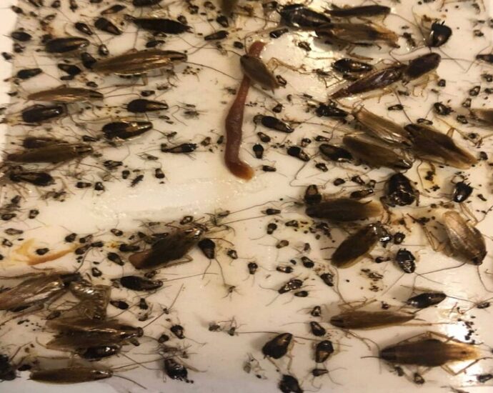 Hinsdale Pest Control