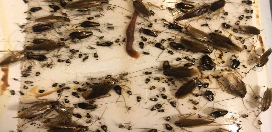 Hinsdale Pest Control