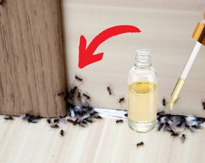 Tips to Remove Ants from Your House