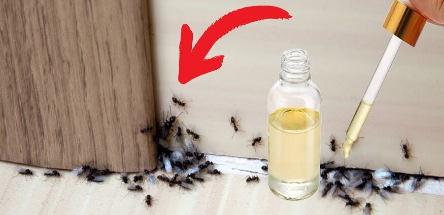 Tips to Remove Ants from Your House